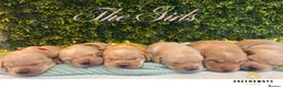 Labrador Retriever dogs for sale: Health-Tested Labrador Pups | 5-Star Breeder - Advert 1