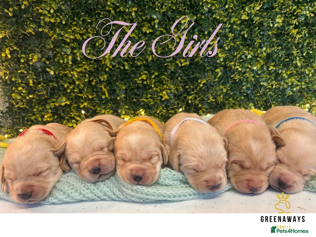 Labrador Retriever dogs for sale: Health-Tested Labrador Pups | 5-Star Breeder - Advert 1