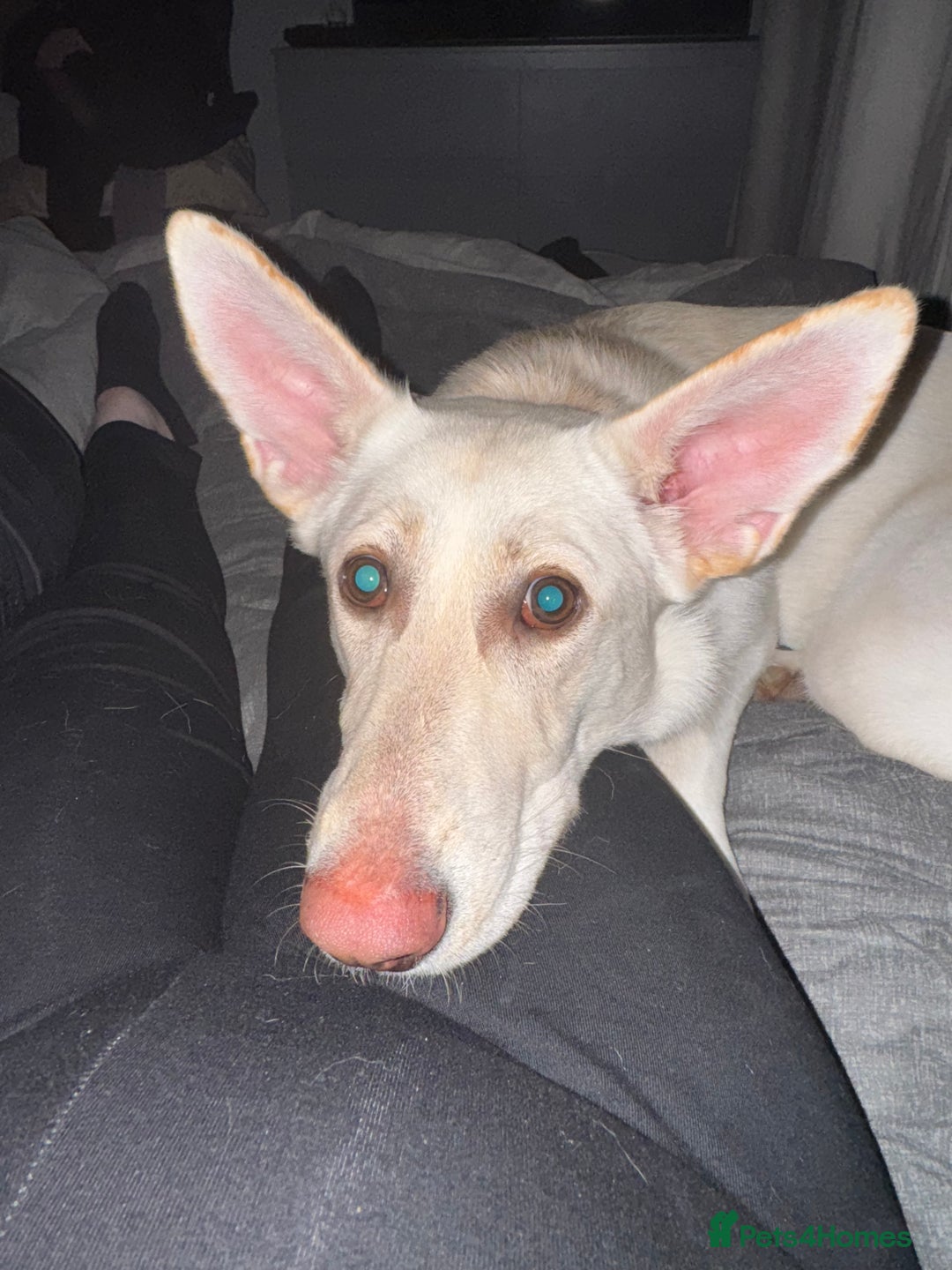 German Shepherd dogs for sale: Regina - Image 11