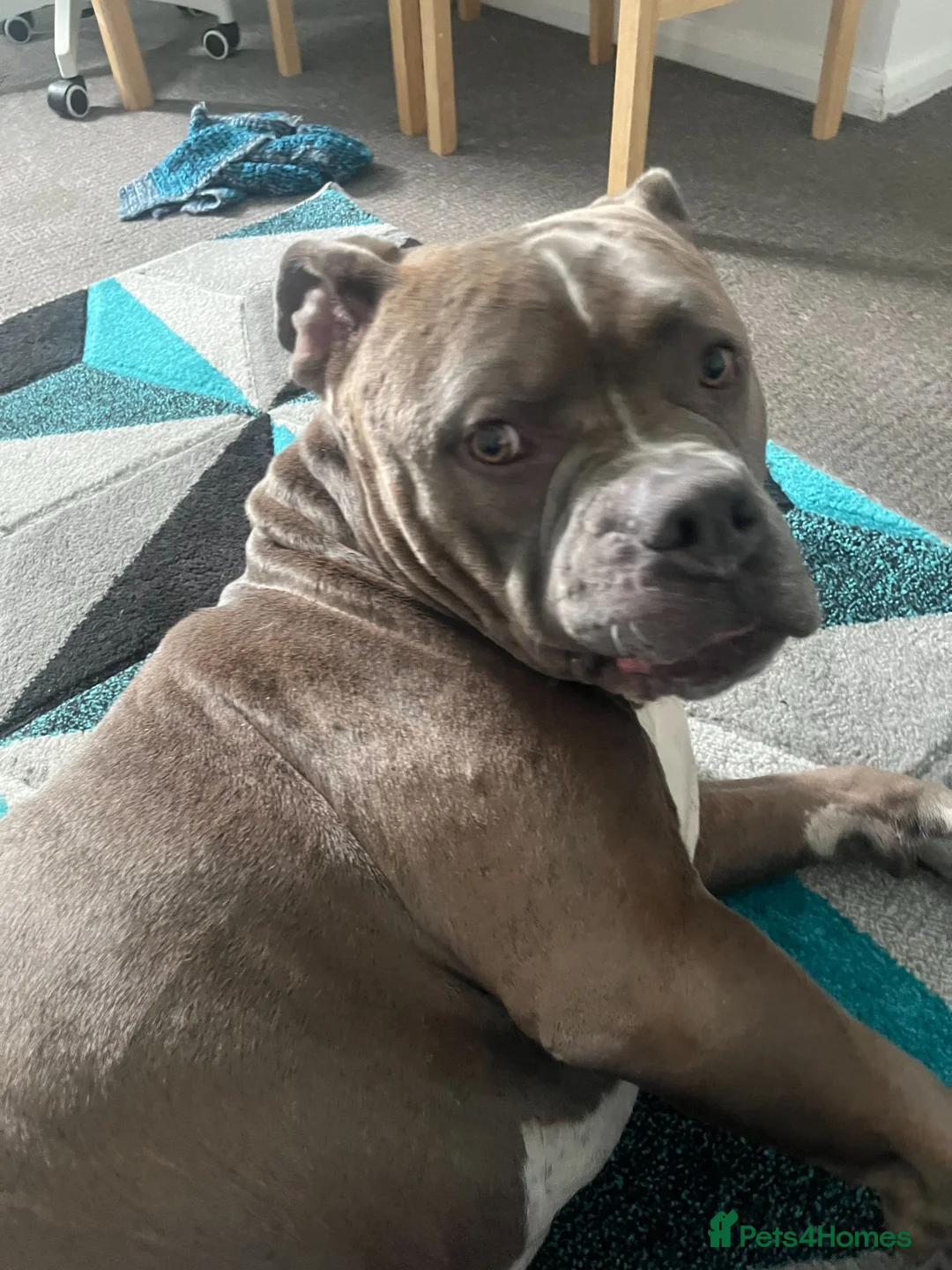 American Bully dogs for sale: Tyson needs a good home with a good family. in London - Advert 1