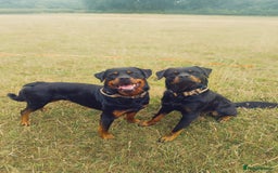 Rottweiler dogs for stud: KC Proven 5* stud in Coventry - Image 11