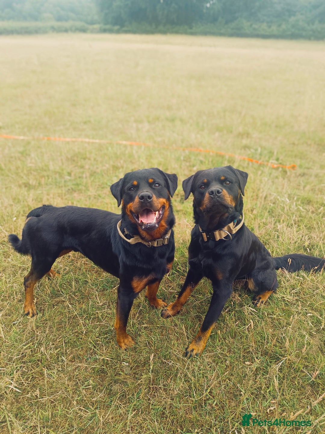 Rottweiler dogs for stud: KC Proven 5* stud in Coventry - Image 11