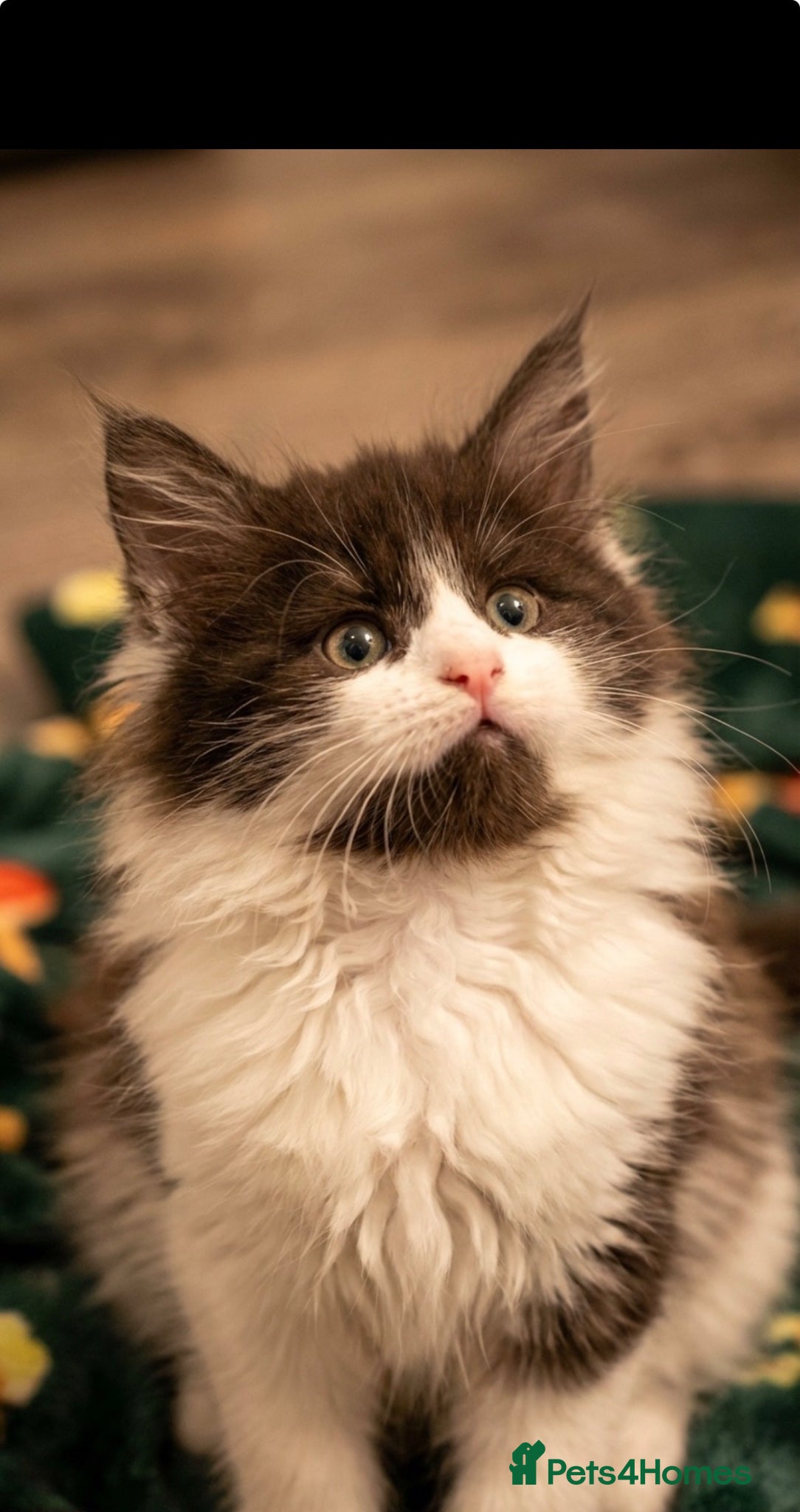 Maine Coon cats STUNNING PUREBRED MAINE COON KITTENS ✨ - Advert 16