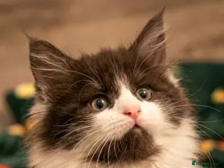 Maine Coon cats STUNNING PUREBRED MAINE COON KITTENS ✨ - Advert 16