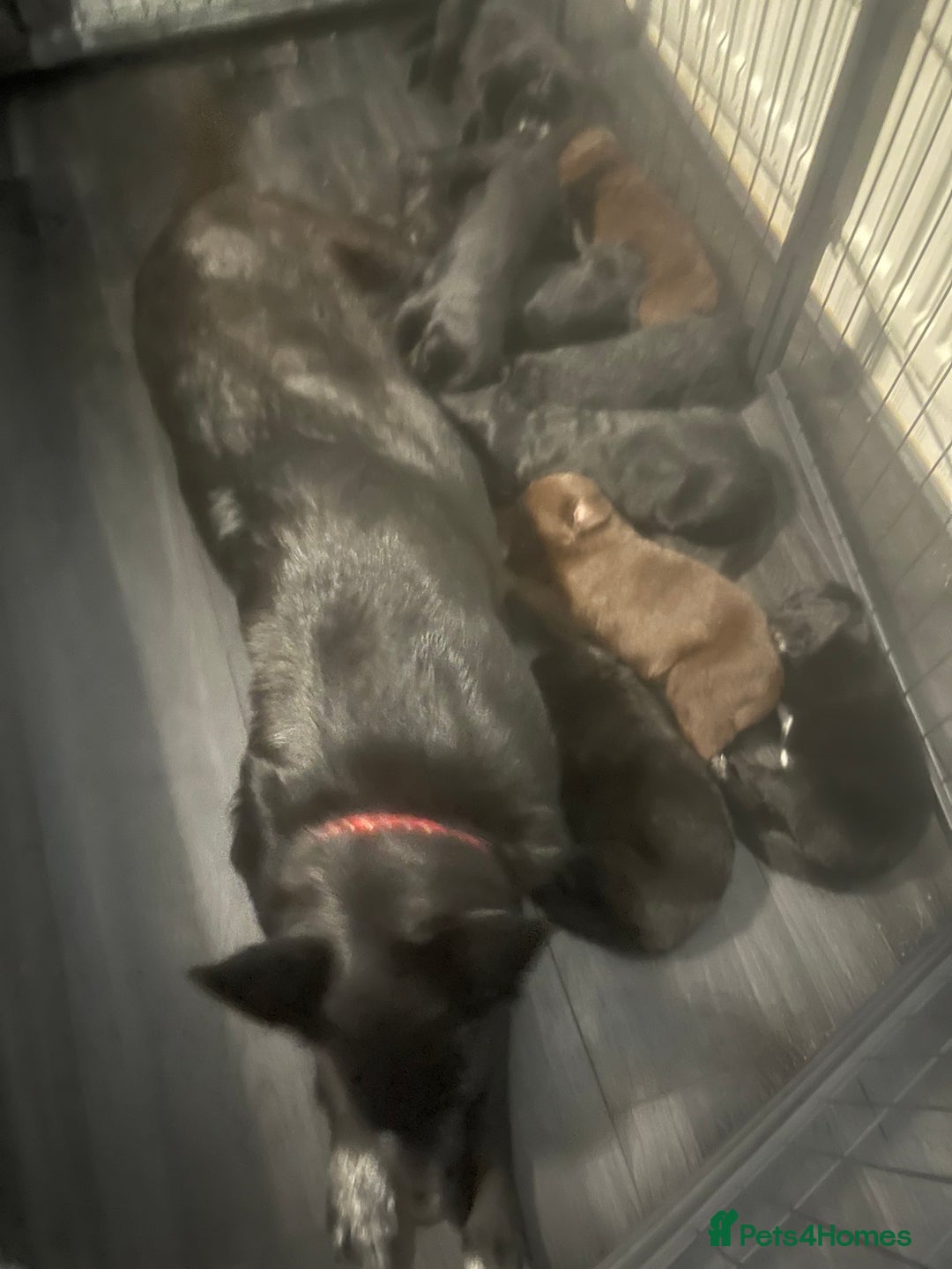 Mixed Breed dogs for sale: Belgian Shepherd x Goldador Puppies  - Advert 10