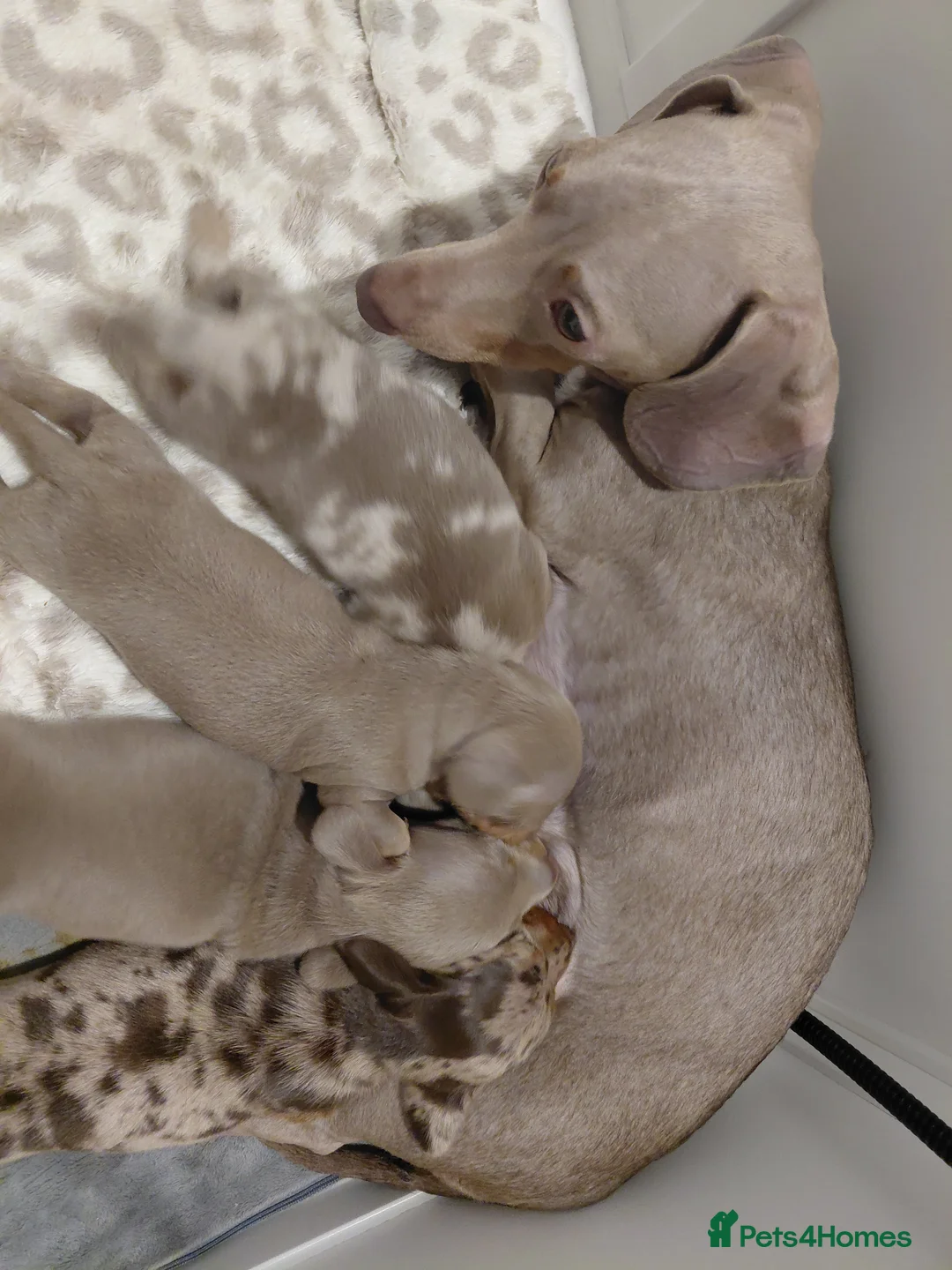 Miniature Dachshund dogs for sale: KC Male miniature Dachsound - Advert 2