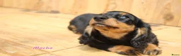 Miniature Dachshund dogs for sale: 🌟Dapple & Black Tan PRA Clear KC reg – June 26🌟 - Advert 11