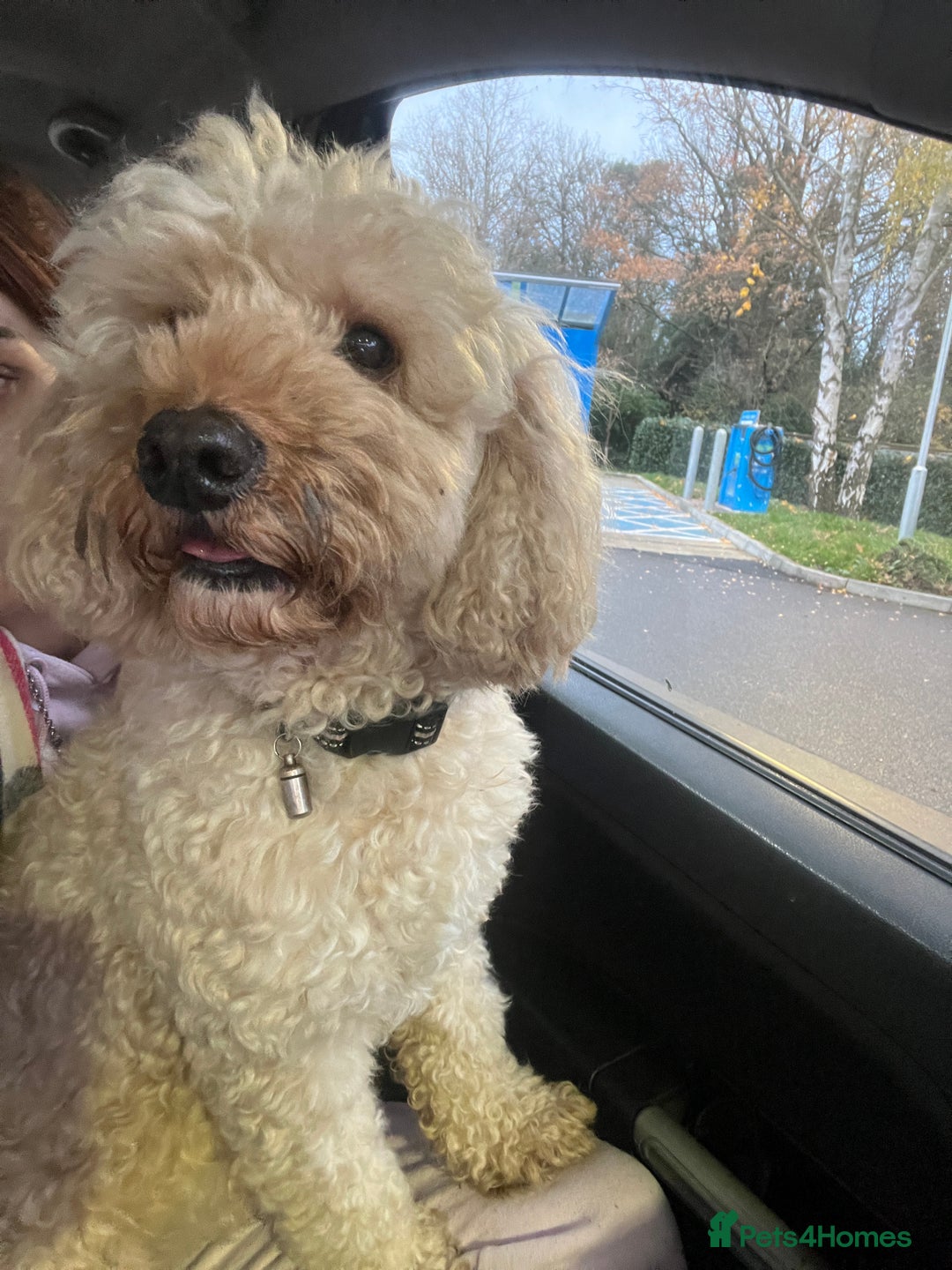 Mixed Breed dogs for sale: Beautiful staffypoos on the way!! - Advert 5