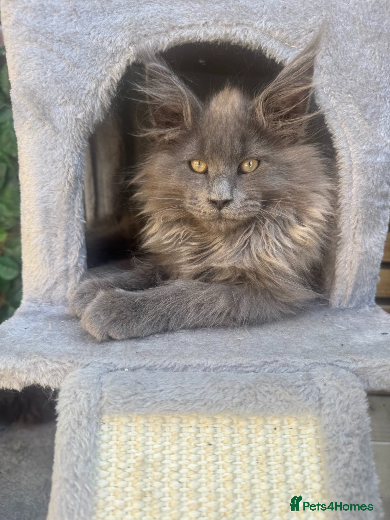 Maine Coon cats Giant mainecoon kittens  - Advert 15