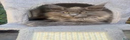 Maine Coon cats for sale: READY NOW mainecoon kittens  - Advert 4