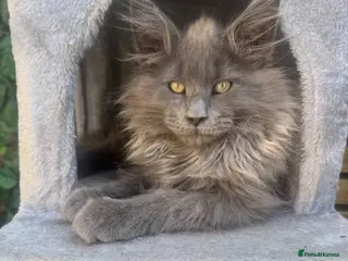 Maine Coon cats Giant mainecoon kittens - Advert 7