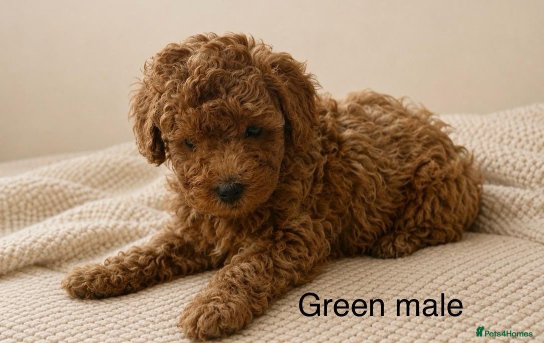 Toy Poodle dogs Fully health tested Deep Red Toy poodle puppies  - Advert 2