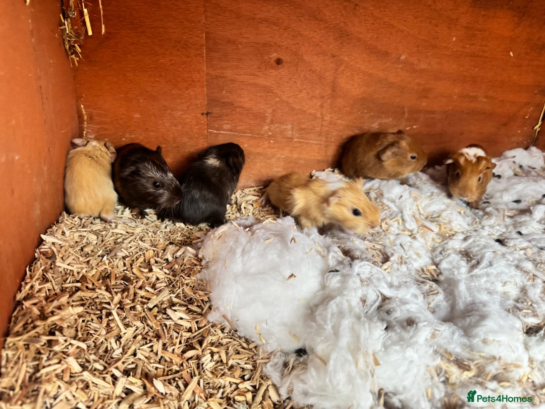 Guinea Pig rodents for sale: Baby guinea pigs for sale (born 12/10/25) - Image 3