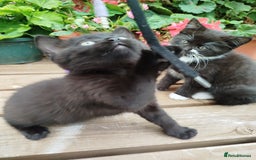 British Shorthair cats for sale: Beautiful kittens  - Image 5
