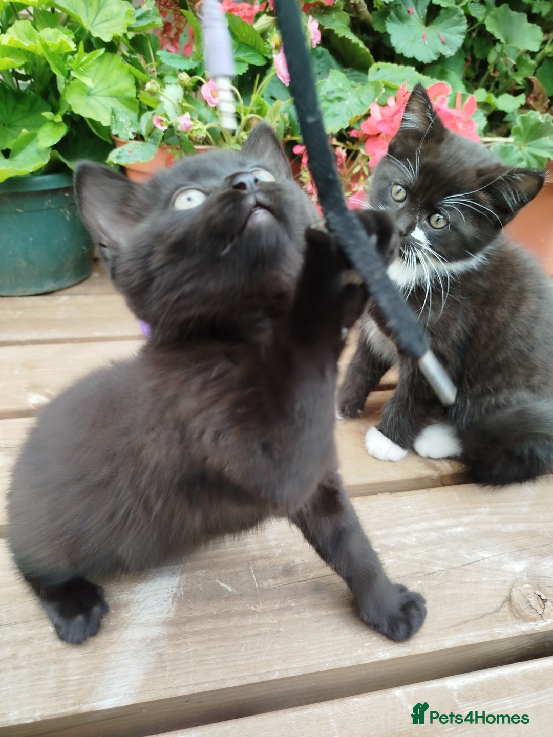 British Shorthair cats for sale: Beautiful kittens  - Image 5
