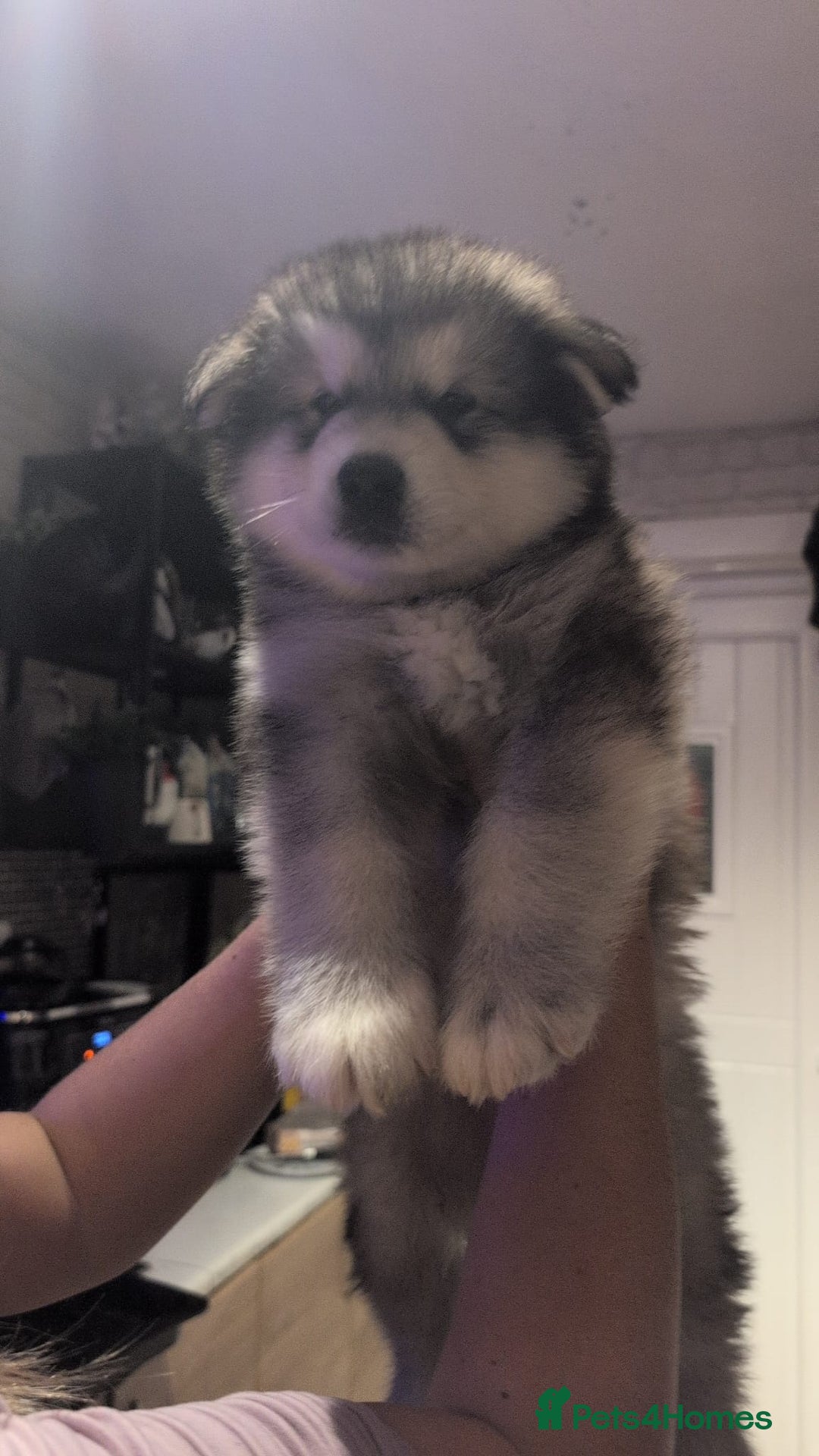 Alaskan Malamute dogs for sale: 2 left KC Alaskan malamute puppies champion lines - Advert 29