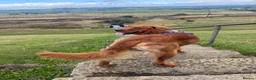 Golden Retriever dogs for stud: Fox red golden retriever to stud out  - Advert 4