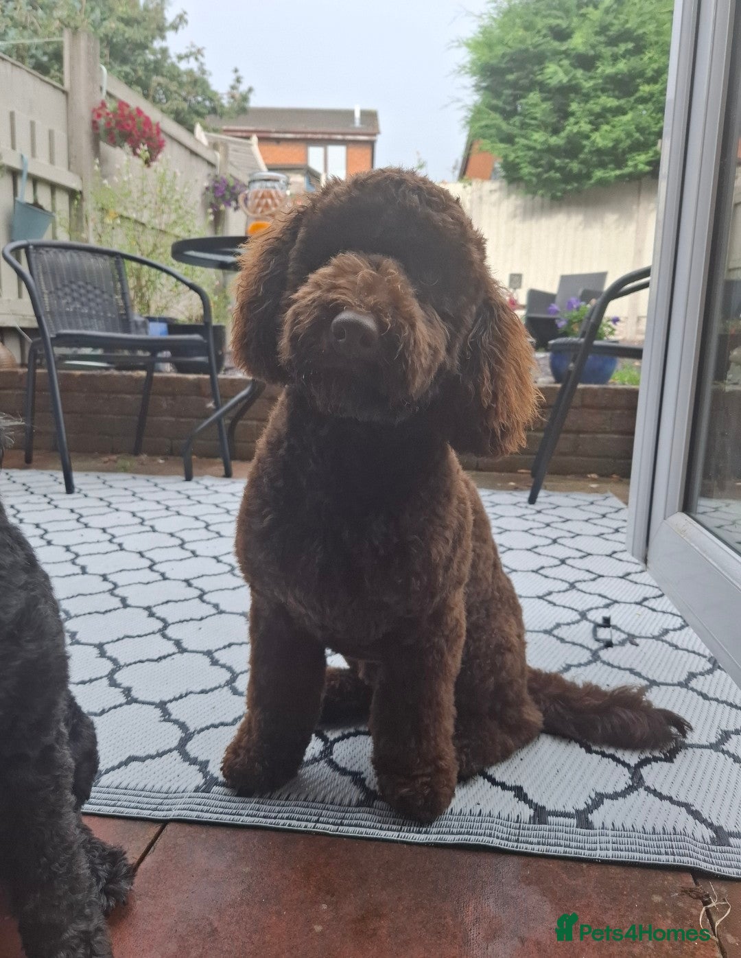 Miniature Poodle dogs for stud: KC chocolate phantom miniature poodle stud  in Denbigh - Image 2
