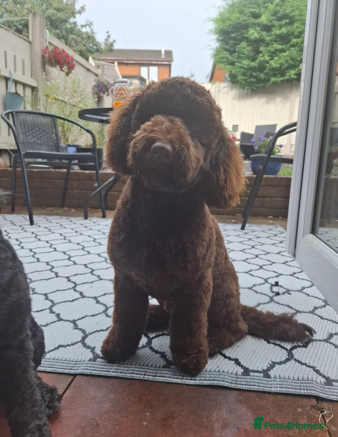 Miniature Poodle dogs for stud: KC chocolate phantom miniature poodle stud  in Denbigh - Advert 2