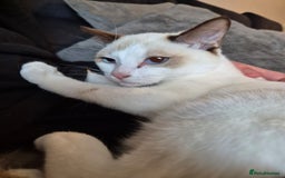 Snowshoe cats for sale: Pedigree Snowshoe kittens ready 8th november  - Image 6