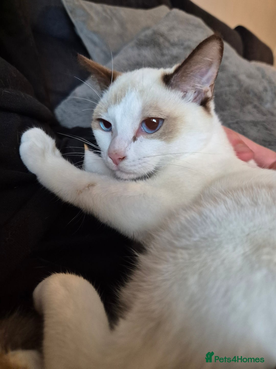 Snowshoe cats for sale: Pedigree Snowshoe kittens ready 8th november  - Image 6