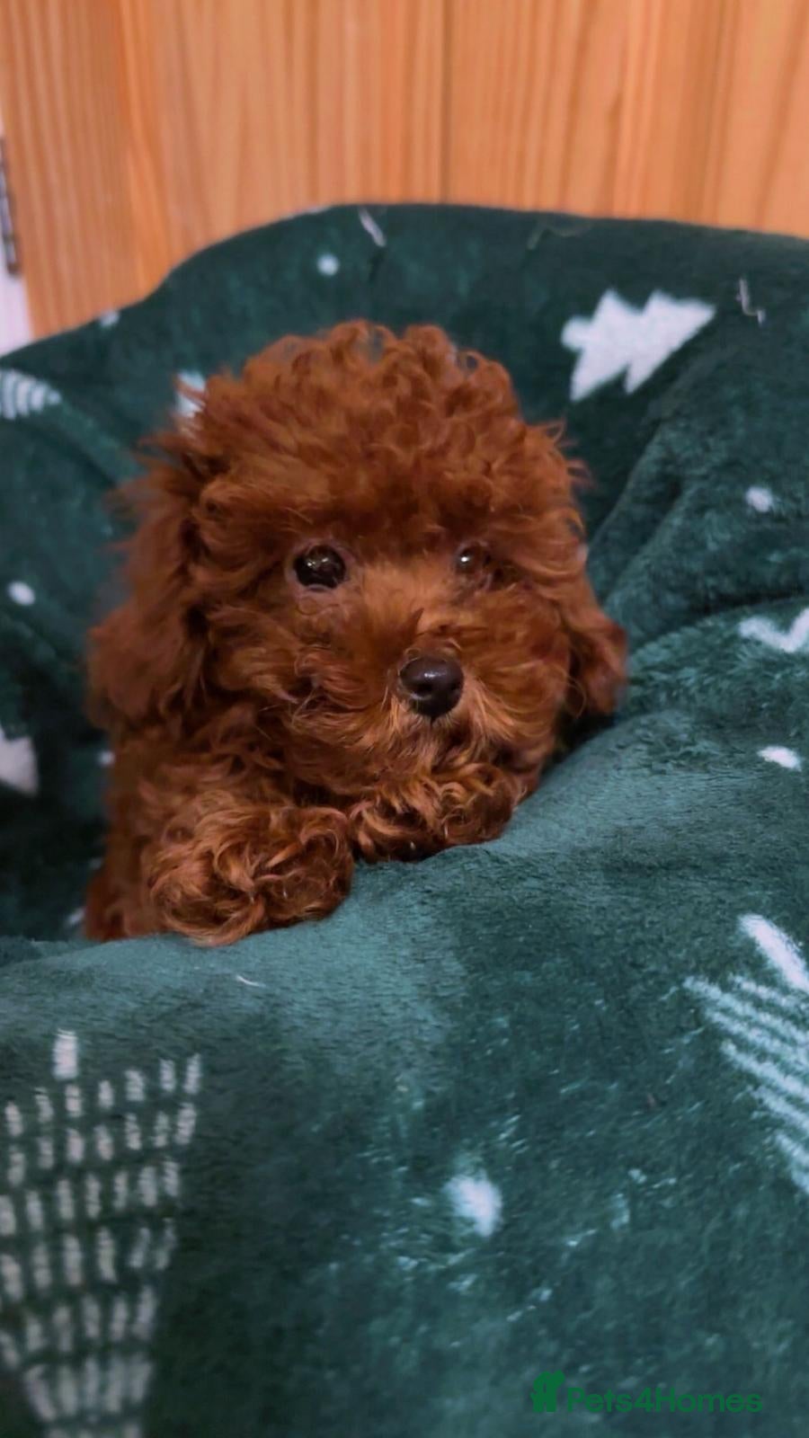 Toy Poodle dogs Asian Toy Poodle (Korean & Chineese) - Advert 6