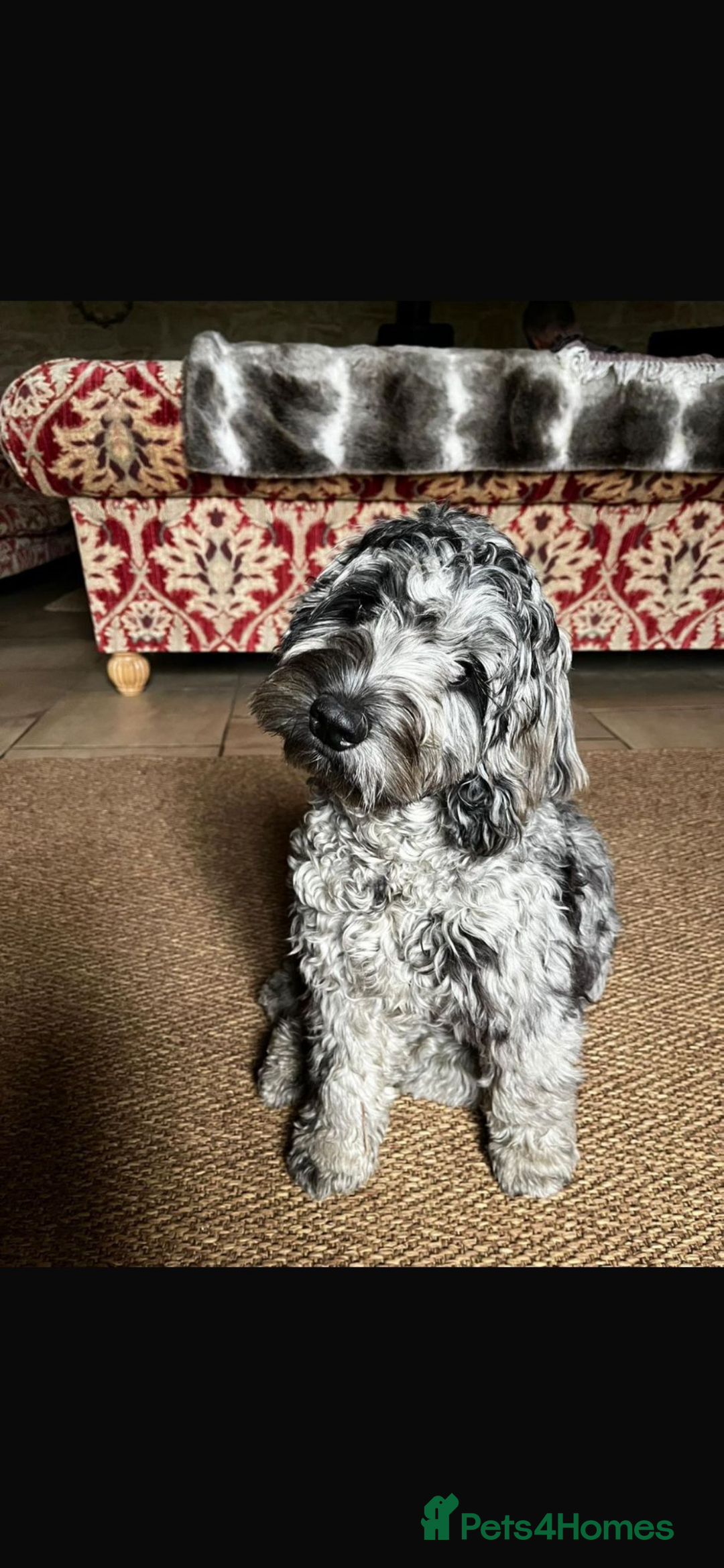 Cockapoo dogs for sale: WAITING LIST NOW OPEN FOR COCKERPOOS - Advert 9