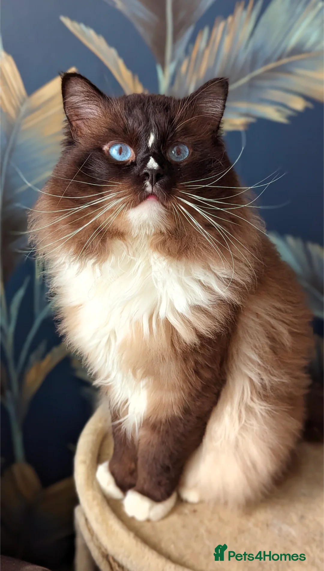 Ragdoll cats for sale: Handsome Seal Mitted Male Ragdoll  - Advert 7