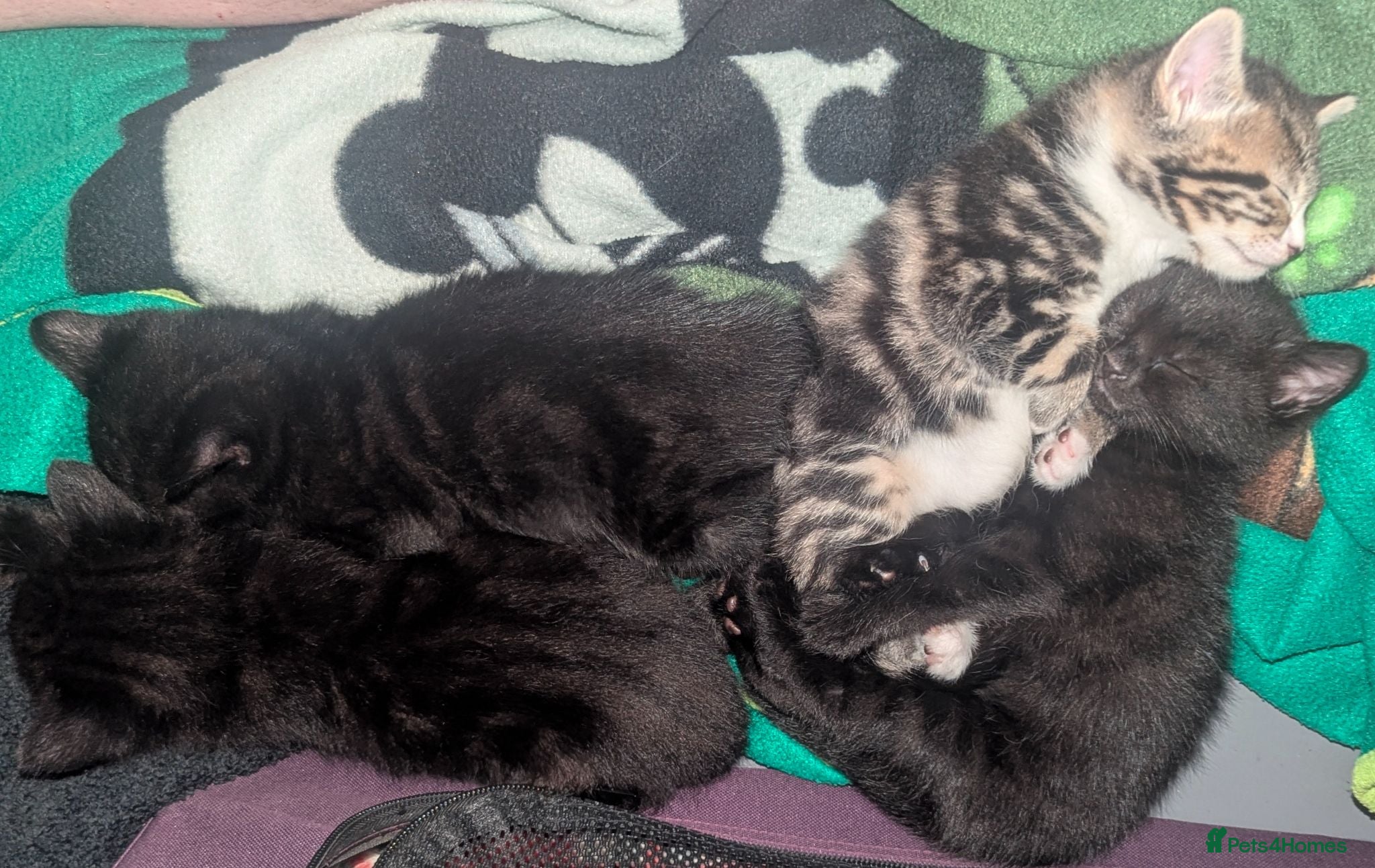 Mixed Breed cats 4 Beautiful kittens looking forever homes - Advert 14