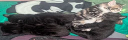 Mixed Breed cats for sale: 4 Beautiful kittens looking forever homes - Advert 11