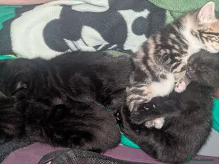 Mixed Breed cats 4 Beautiful kittens looking forever homes - Advert 14