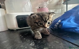 Scottish Fold cats for sale: Scottish Fold Kittens - Image 21