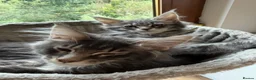 Maine Coon cats for sale: TICCA Registered MaineCoon Kittens  - Advert 9