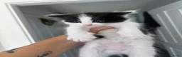 Norwegian Forest Cat cats for sale: 4 fluffy Norwegian Forrest cats  - Advert 5