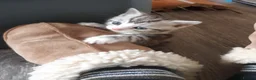 Domestic Shorthair cats for sale: Lovely Litter Of Kittens - Advert 17