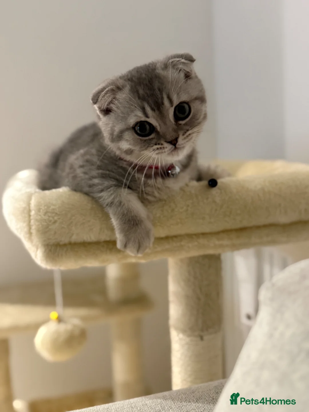 Scottish Fold cats for sale: Scottish Fold in London - Advert 2