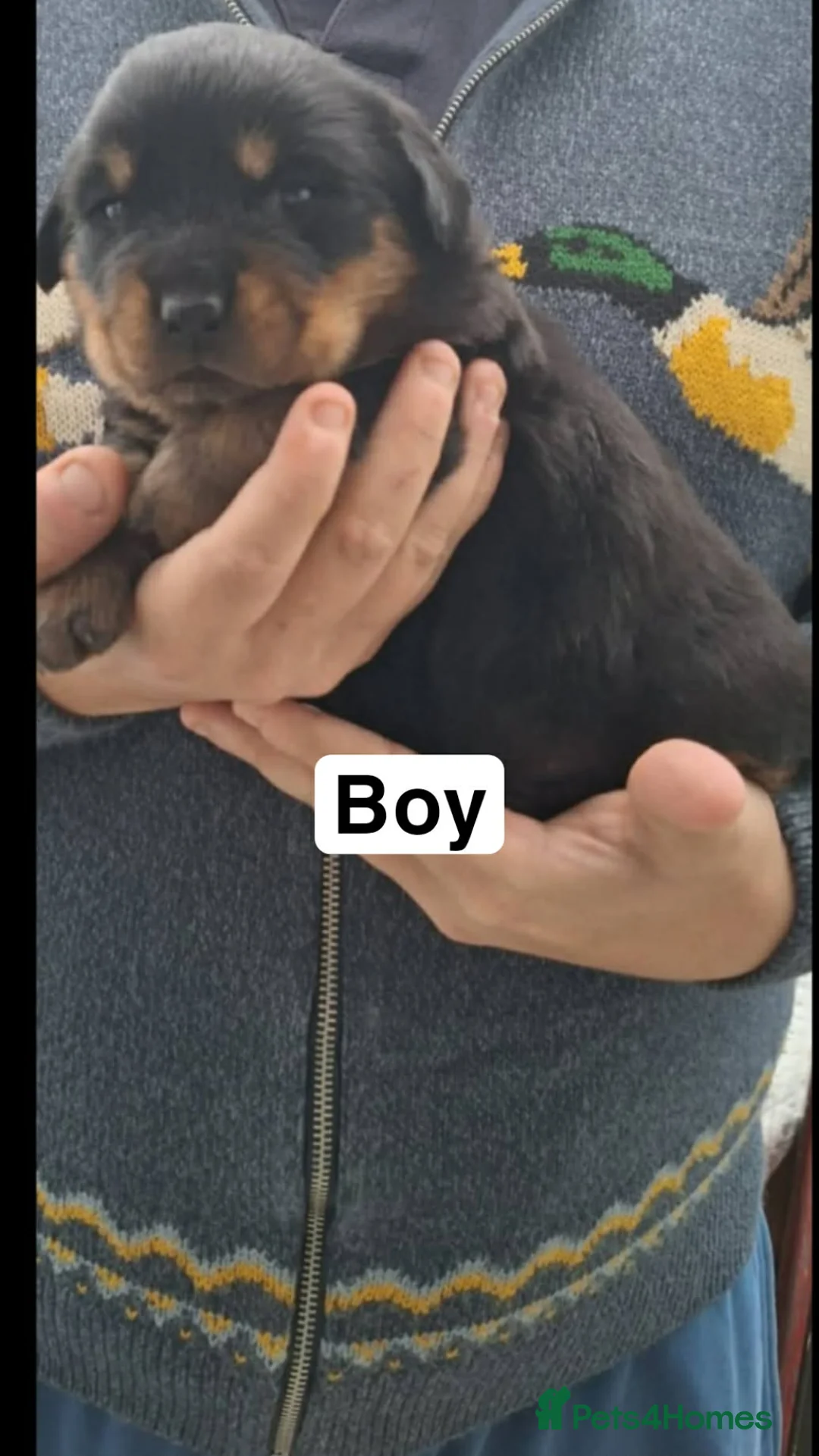 Rottweiler dogs for sale: Rottweiler puppies - Advert 3