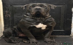 Cane Corso dogs for stud: Italian Bloodline Cane Corso male open for Stud - Image 2