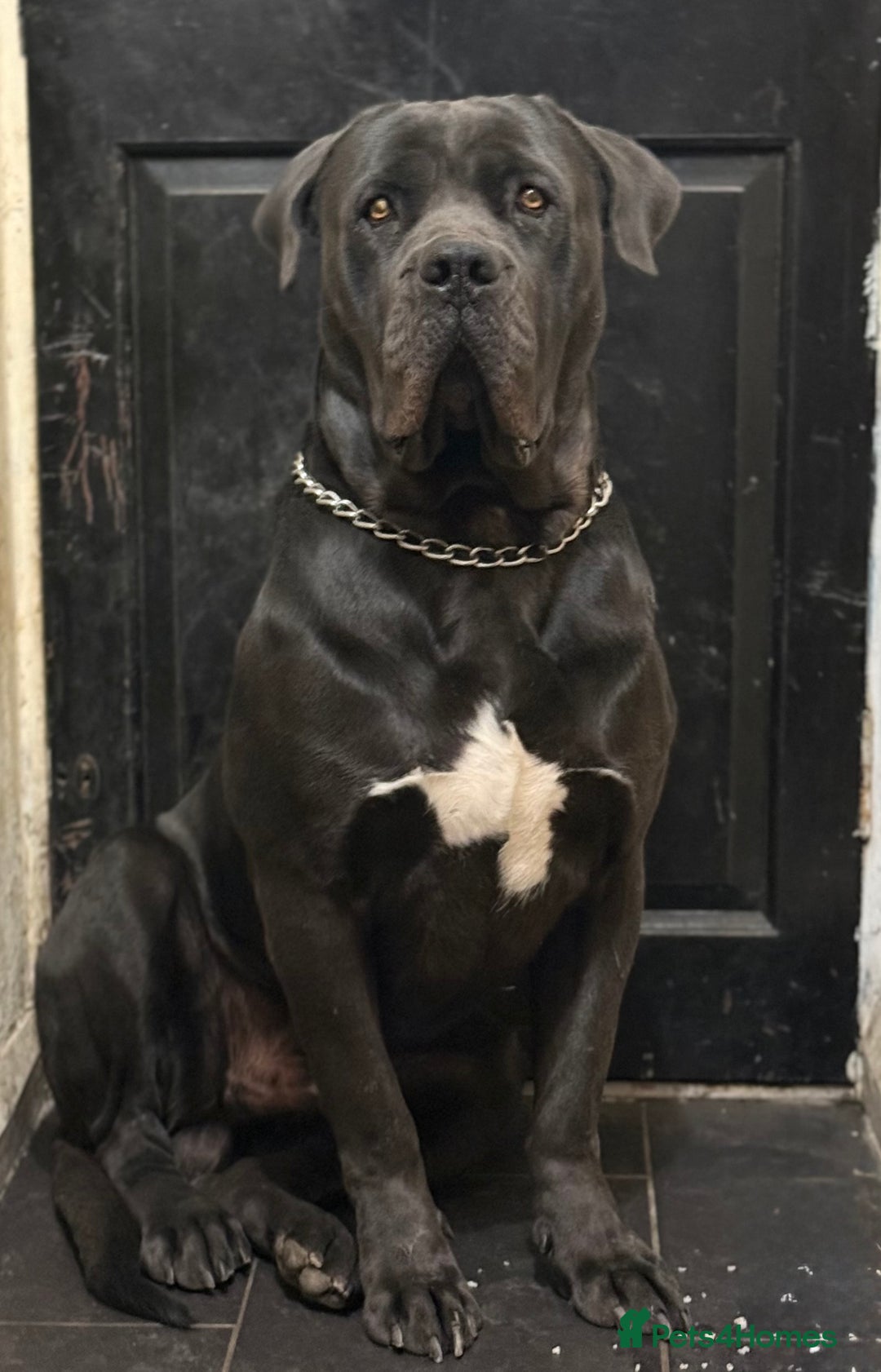 Cane Corso dogs for stud: Italian Bloodline Cane Corso male open for Stud - Image 2