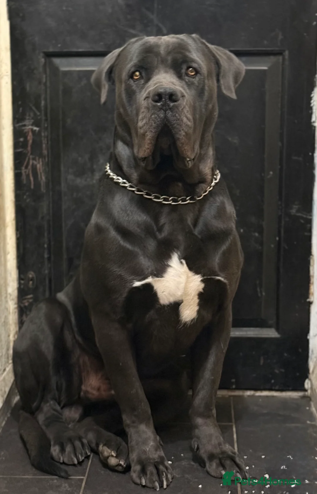 Cane Corso dogs for stud: Italian Bloodline Cane Corso male open for Stud - Advert 2