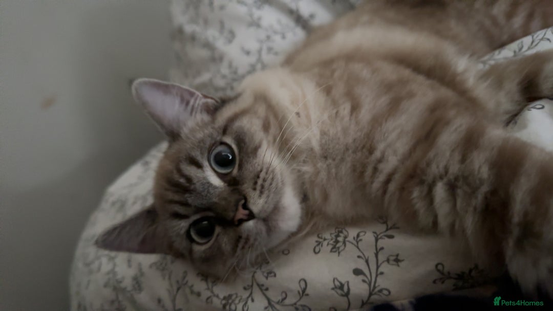 Ragdoll cats for sale: Ragdoll - Advert 5