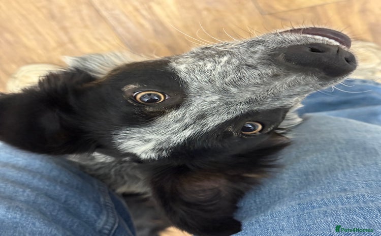 Border Collie dogs - Advert 1