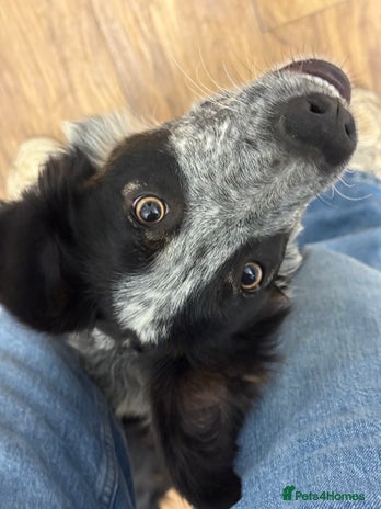 Border Collie dogs - Advert 5