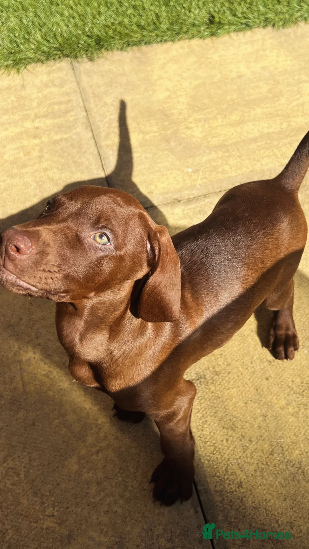 Mixed Breed dogs for sale: 6 month old Vizslaxdobermann - Advert 7
