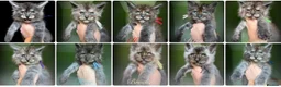 Maine Coon cats for sale: 9 STUNNING BLACK SMOKE MAINE COON CUBS  - Advert 1