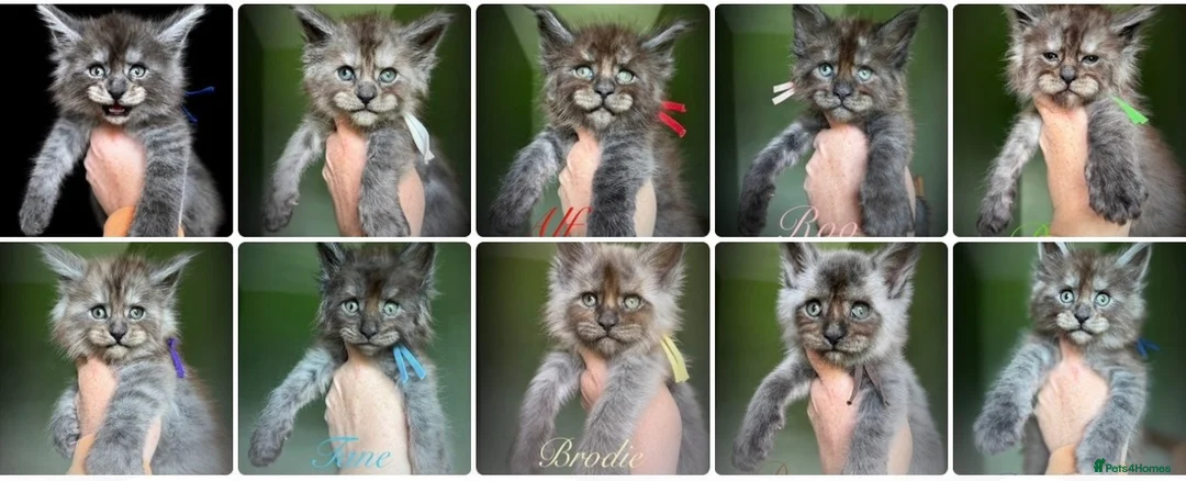 Maine Coon cats for sale: 9 STUNNING BLACK SMOKE MAINE COON CUBS  - Advert 1