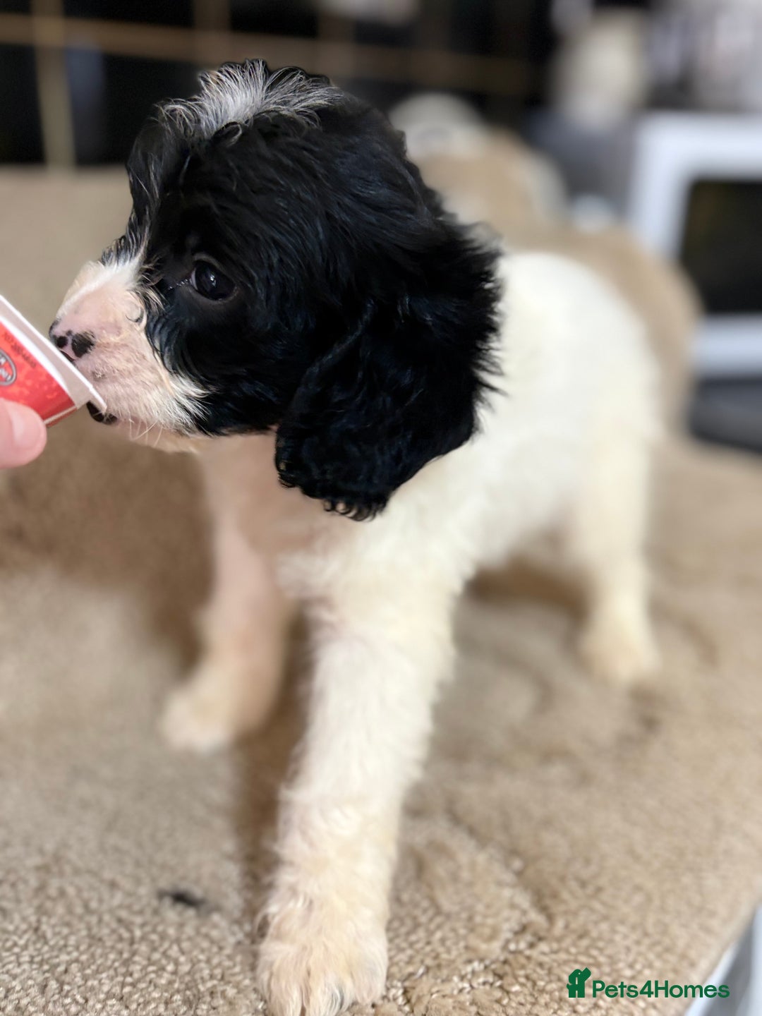 Cockapoo dogs for sale: 🍭stunning F1 cockerpoos🍭 in Spennymoor - Image 5
