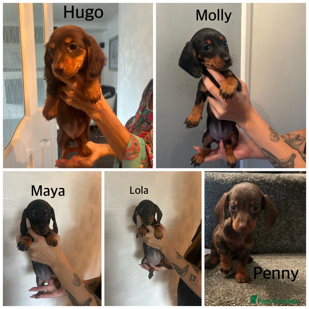 Miniature Dachshund dogs for sale: Beautiful miniature dachshunds  - Image 1