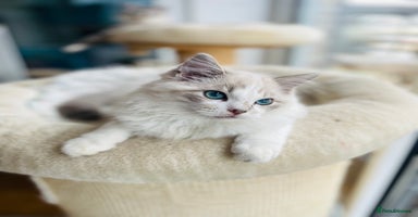 Ragdoll cats - Advert 16