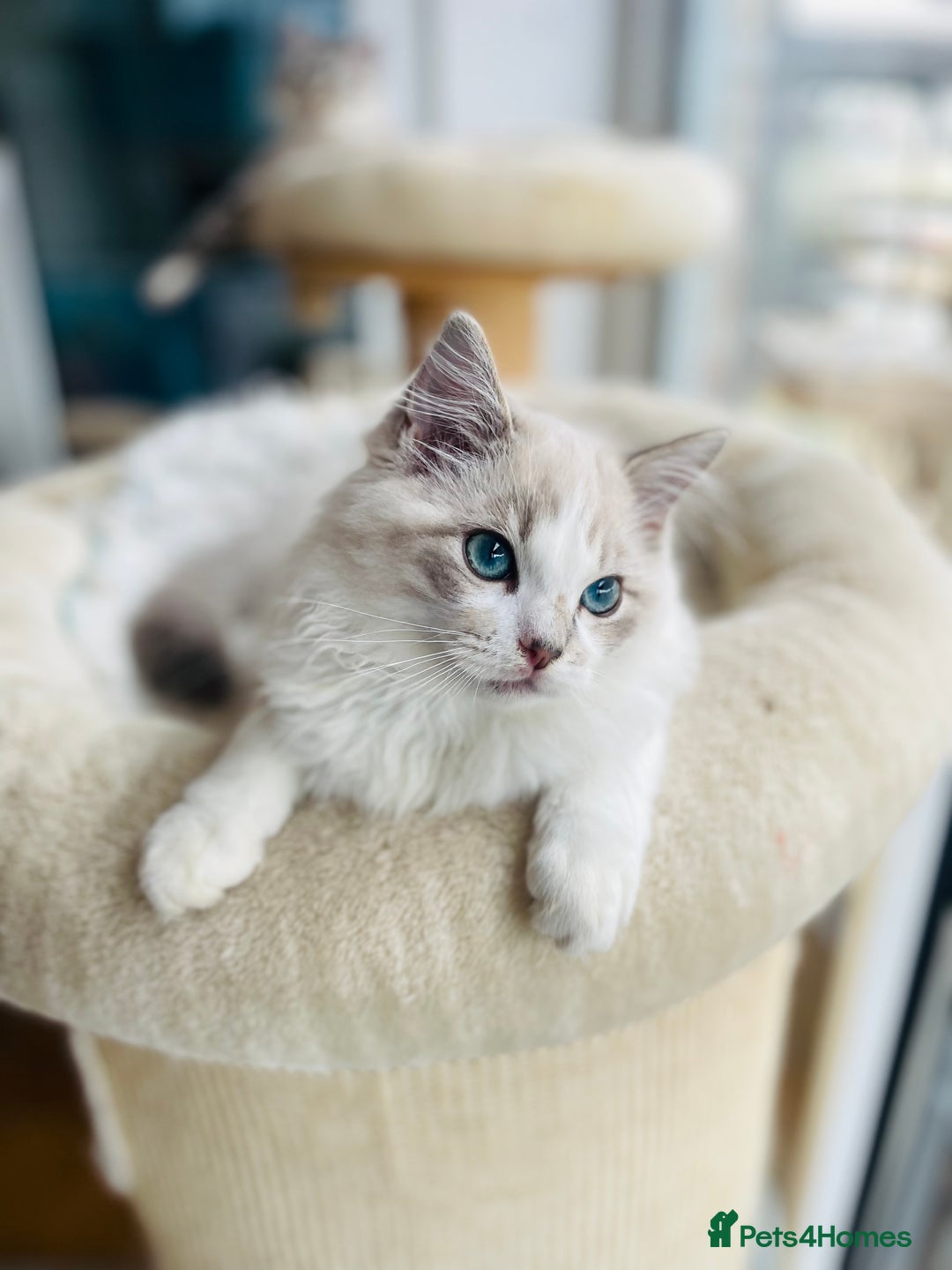 Ragdoll cats for sale: TICA registered mink and traditional ragdolls - Image 3